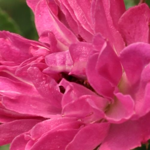 Shop, Rose Rosa - rose arbustive - rosa dal profumo discreto - Rosa Pink Grootendorst - F.J. Grootendorst - Perfetta per siepi, aiuole miste o come rosa recisa. Tollera bene la penombra e i tagli forti.